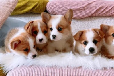 柯基幼犬饲养注意事项,要注意保护好牙齿和及时注射疫苗