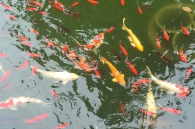 锦鲤会睡觉吗,与人一样会睡觉