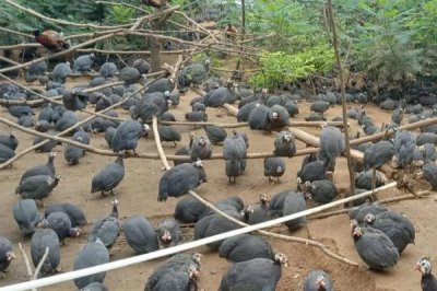 农村养珍珠鸡能否赚钱,具有一定养殖前景但市场价格因地而异