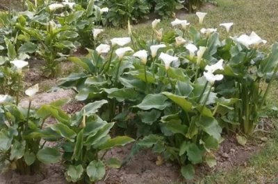 马蹄莲为何不开花,可能是缺光、施肥或浇水不当造成