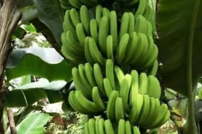 矮蕉的价格,在主产地的售价为0.9-2元左右/斤