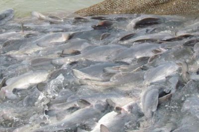 回鱼是什么鱼，一般是指长吻鮠