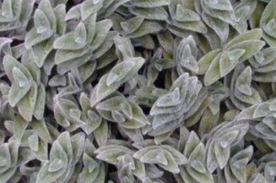 白雪姬的种植方法,喜欢偏暖的生长环境