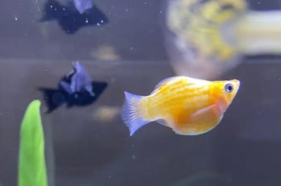 草缸适合养什么鱼,适合养青苔鼠、玛丽鱼、小精灵和灯鱼等