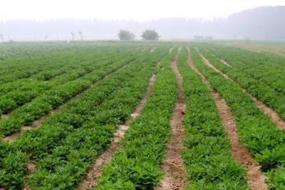 夏花生什么时候种植，不同地区的种植时间不同