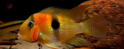 藩王食土鲷好不好养，饲养难度并不大