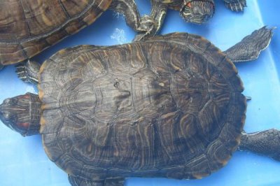 巴西龟害怕的表现,最明显的表现就是缩到龟壳中