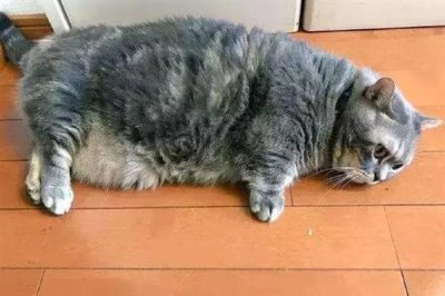 猫咪为什么会患上糖尿病,主要是肥胖、内分泌失调、遗传因素所致