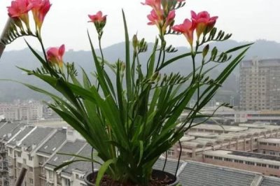 小苍兰是什么植物,很适合家庭盆栽