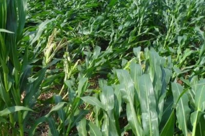 德黑8225玉米品种的特性，中抗茎腐病