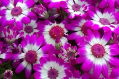 瓜叶菊的养护方法,平时要按照“不干不浇、浇则浇透”的原则提供水分