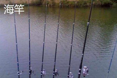 钓青鱼用什么鱼竿好,最大个体可达70千克以上