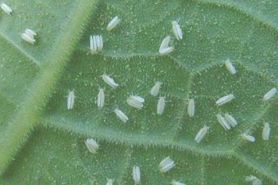 南瓜烟粉虱的危害,严重时甚至可使植株死亡