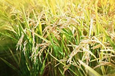 启源优528水稻品种简介，每亩有效穗数18.7万穗