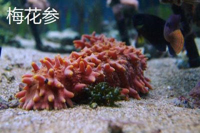 海参的养殖注意事项,要勤换水