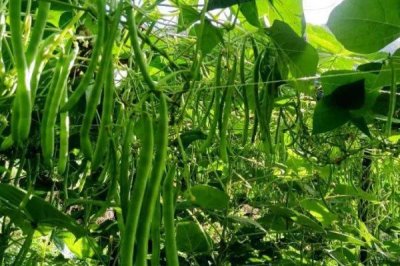 无架四季豆的种植季节,一般为2-4月份、8-9月份