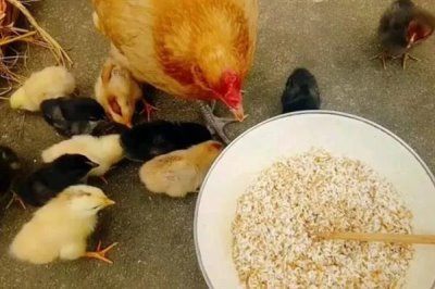 用醋喂鸡的间隔,每隔10天左右喂一次