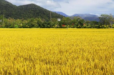 超级杂交水稻是由什么构成的，Y两优1号的亲本来源为Y58S和R9311