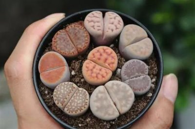 夏季如何养护生石花，适当遮阴能避免植株被晒伤