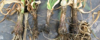 大蒜根腐病的原因,品种不抗病或重茬连作都会导致