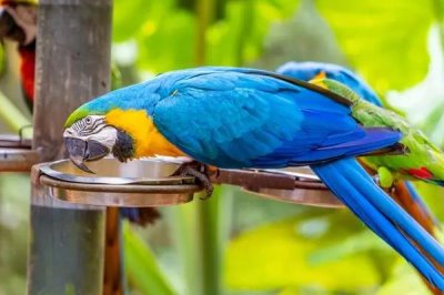 养殖鹦鹉要办理哪些手续,有动物防疫合格证、工商营业执照等