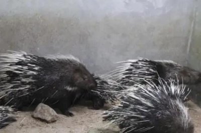 豪猪能不能人工养殖,可以养殖但要办理相关证件