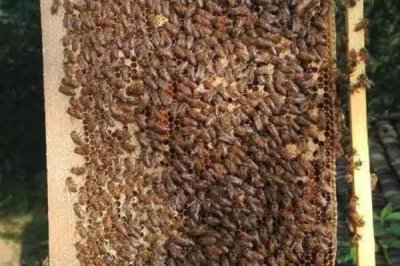 蜜蜂爬蜂病的种类,不同种类的防治方法不同