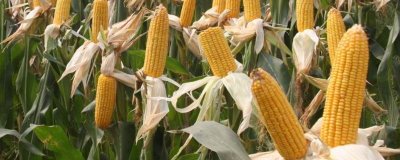 洪雨9号玉米品种的特性,中抗禾谷镰孢穗腐病