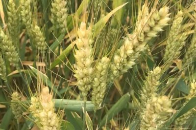宁紫麦1号小麦品种的特性,适期播种每亩基本苗15万左右