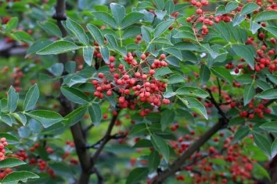 种花椒树能不能赚钱,相关资源充足时通常可以赚到钱