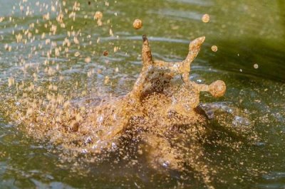 台钓鲢鳙鱼的方法，可选择溶氧量较高的水域作为钓点