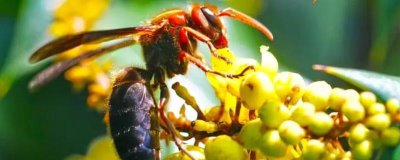 虎头蜂蛰了会死吗,被蛰者可能会有生命危险