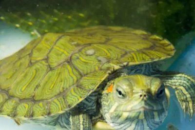 巴西龟怎么喂,要定量的给巴西龟投喂食物