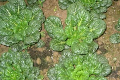 乌塌菜的种植方法,幼苗生长出6-7叶开始移栽