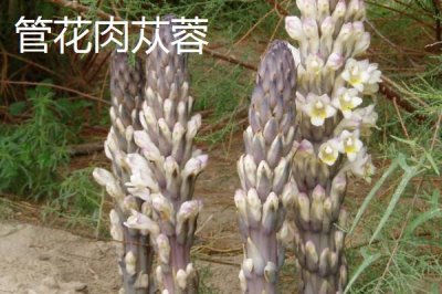 肉苁蓉的品种,包括草苁蓉、管花肉苁蓉、盐生肉苁蓉等种类