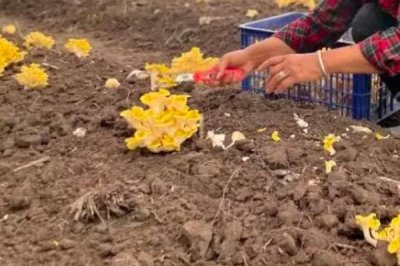 蘑菇土法施肥方法,以下9种可以尝试