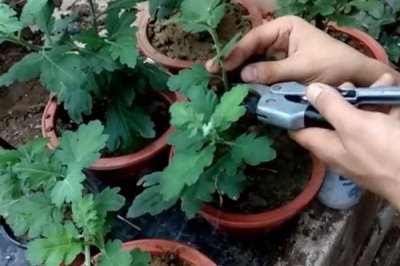 秋季怎么养护菊花，每天要晒光2-3小时