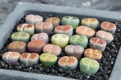 夏季如何养护生石花，适当遮阴能避免植株被晒伤