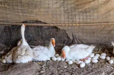 鹅什么时候开始产蛋，一般达到5-10月龄才具备下蛋能力