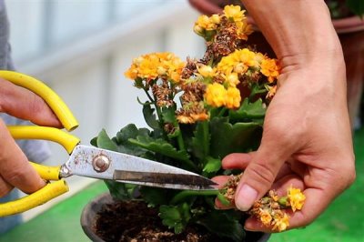 长寿花可以开多久，花期可持续90-120天左右