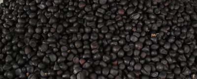 怎么种植芍药种子，播种前去瘪粒和杂质