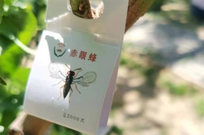 果树上有腻虫怎么处理，若情况比较轻微可将病叶摘