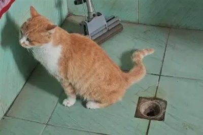 猫咪为什么会患上糖尿病,主要是肥胖、内分泌失调、遗传因素所致