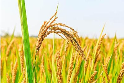 嘉优9370水稻种简介,全生育期150.4天