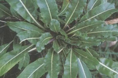 大青叶是什么植物,是一种二年生的草本植物