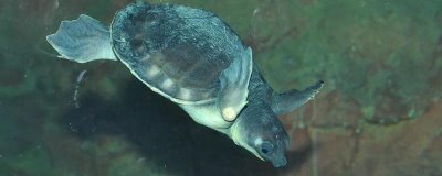 水龟和陆龟的区别,外形、习性和分布均不同