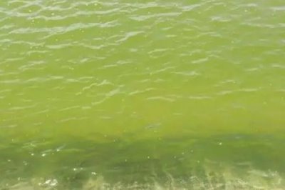 鱼塘倒藻的原因及防治办法，气温变化、人为管理都会导致