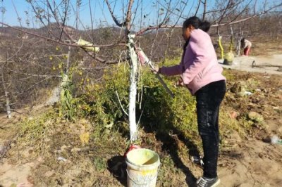 果树涂杆肥有效果吗,能起到增强树体营养、促进花芽分化等效果