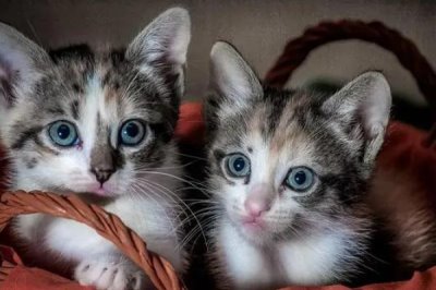 猫咪黑下巴怎么治，可涂抹含有氧氟沙星等成分的药物