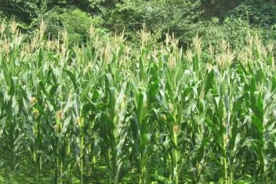 S6533玉米种子特征特性,注意防治玉米瘤黑粉病